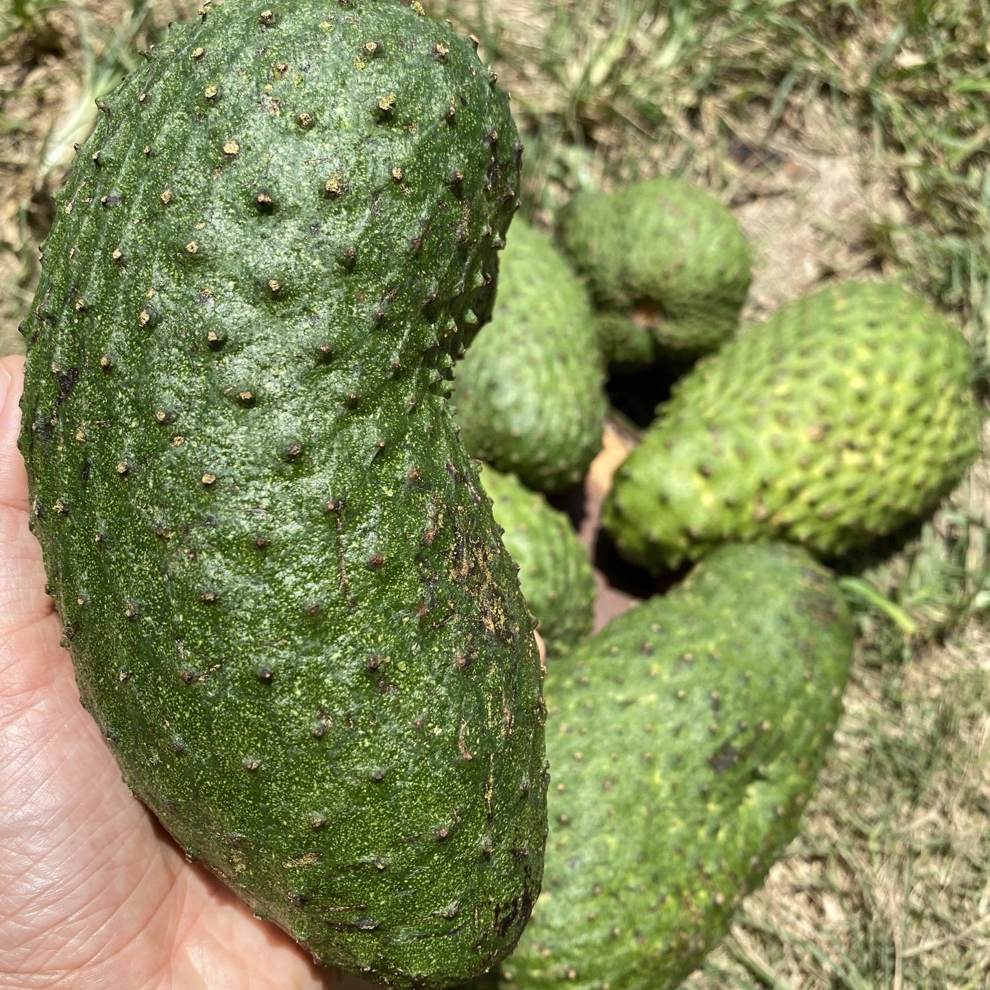 (Guanabana) For Juice 1 Fruit (Special Request) - $77